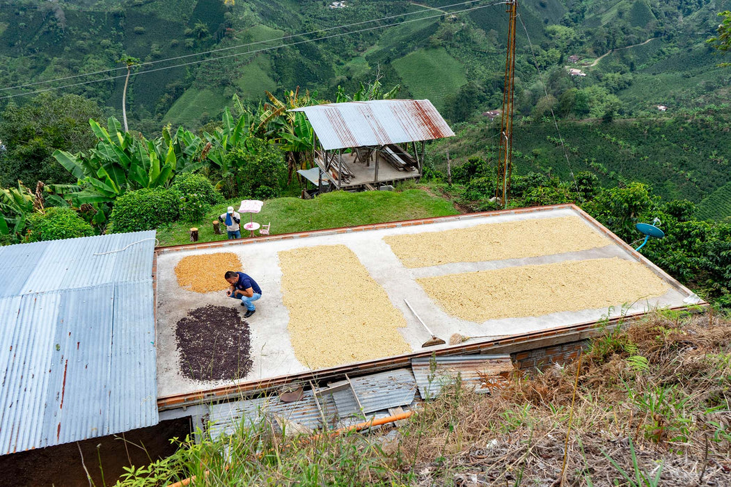 Red Mountain - Colombia - Halvo Coffee Roasters